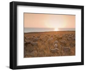 Flock of Sheep at Sunset by the Sea, Near Erice, Western Sicily, Italy, Europe-Mark Banks-Framed Photographic Print