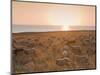 Flock of Sheep at Sunset by the Sea, Near Erice, Western Sicily, Italy, Europe-Mark Banks-Mounted Photographic Print