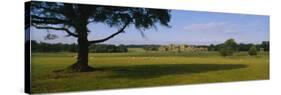 Flock of Sheep Grazing in a Field, Holkham Hall, Norfolk, England-null-Stretched Canvas