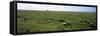 Flock of Sheep Grazing in a Field, Mont Saint-Michel, Basse-Normandy, Brittany, France-null-Framed Stretched Canvas