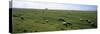 Flock of Sheep Grazing in a Field, Mont Saint-Michel, Basse-Normandy, Brittany, France-null-Stretched Canvas