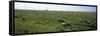 Flock of Sheep Grazing in a Field, Mont Saint-Michel, Basse-Normandy, Brittany, France-null-Framed Stretched Canvas