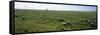 Flock of Sheep Grazing in a Field, Mont Saint-Michel, Basse-Normandy, Brittany, France-null-Framed Stretched Canvas