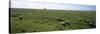 Flock of Sheep Grazing in a Field, Mont Saint-Michel, Basse-Normandy, Brittany, France-null-Stretched Canvas