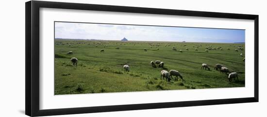Flock of Sheep Grazing in a Field, Mont Saint-Michel, Basse-Normandy, Brittany, France-null-Framed Photographic Print