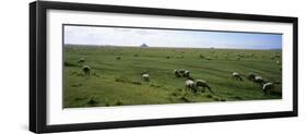 Flock of Sheep Grazing in a Field, Mont Saint-Michel, Basse-Normandy, Brittany, France-null-Framed Photographic Print