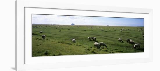 Flock of Sheep Grazing in a Field, Mont Saint-Michel, Basse-Normandy, Brittany, France-null-Framed Photographic Print