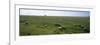 Flock of Sheep Grazing in a Field, Mont Saint-Michel, Basse-Normandy, Brittany, France-null-Framed Photographic Print