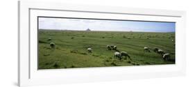 Flock of Sheep Grazing in a Field, Mont Saint-Michel, Basse-Normandy, Brittany, France-null-Framed Photographic Print