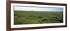 Flock of Sheep Grazing in a Field, Mont Saint-Michel, Basse-Normandy, Brittany, France-null-Framed Photographic Print