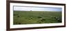 Flock of Sheep Grazing in a Field, Mont Saint-Michel, Basse-Normandy, Brittany, France-null-Framed Photographic Print