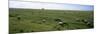 Flock of Sheep Grazing in a Field, Mont Saint-Michel, Basse-Normandy, Brittany, France-null-Mounted Photographic Print