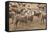 Flock of Sheep Grazing on Landscape-David R. Frazier-Framed Stretched Canvas