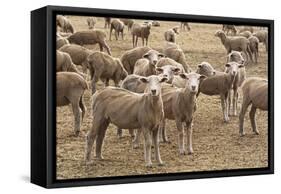 Flock of Sheep Grazing on Landscape-David R. Frazier-Framed Stretched Canvas