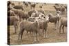 Flock of Sheep Grazing on Landscape-David R. Frazier-Stretched Canvas