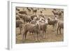 Flock of Sheep Grazing on Landscape-David R. Frazier-Framed Photographic Print
