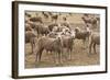 Flock of Sheep Grazing on Landscape-David R. Frazier-Framed Photographic Print