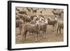 Flock of Sheep Grazing on Landscape-David R. Frazier-Framed Photographic Print