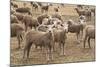 Flock of Sheep Grazing on Landscape-David R. Frazier-Mounted Photographic Print