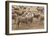 Flock of Sheep Grazing on Landscape-David R. Frazier-Framed Photographic Print