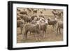 Flock of Sheep Grazing on Landscape-David R. Frazier-Framed Photographic Print