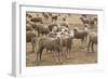 Flock of Sheep Grazing on Landscape-David R. Frazier-Framed Photographic Print