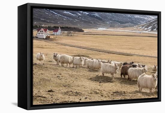 Flock of Sheep, Iceland-null-Framed Stretched Canvas