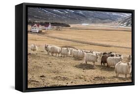 Flock of Sheep, Iceland-null-Framed Stretched Canvas