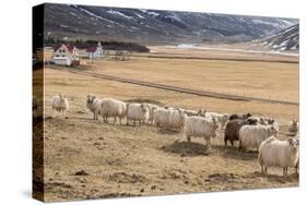 Flock of Sheep, Iceland-null-Stretched Canvas