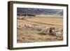 Flock of Sheep, Iceland-null-Framed Photographic Print