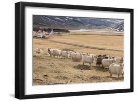 Flock of Sheep, Iceland-null-Framed Photographic Print