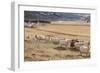 Flock of Sheep, Iceland-null-Framed Photographic Print