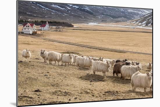 Flock of Sheep, Iceland-null-Mounted Photographic Print