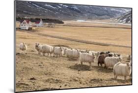 Flock of Sheep, Iceland-null-Mounted Photographic Print