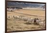 Flock of Sheep, Iceland-null-Framed Photographic Print