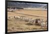 Flock of Sheep, Iceland-null-Framed Photographic Print