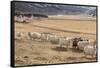 Flock of Sheep, Iceland-null-Framed Stretched Canvas