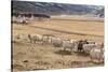 Flock of Sheep, Iceland-null-Stretched Canvas