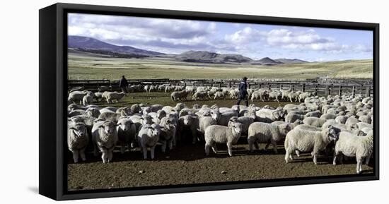 Flock of Sheep in a Farm with Mountains in the Background, Estancia Punta Del Monte-null-Framed Stretched Canvas