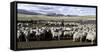 Flock of Sheep in a Farm with Mountains in the Background, Estancia Punta Del Monte-null-Framed Stretched Canvas