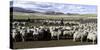 Flock of Sheep in a Farm with Mountains in the Background, Estancia Punta Del Monte-null-Stretched Canvas