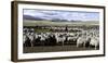 Flock of Sheep in a Farm with Mountains in the Background, Estancia Punta Del Monte-null-Framed Photographic Print