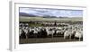 Flock of Sheep in a Farm with Mountains in the Background, Estancia Punta Del Monte-null-Framed Photographic Print