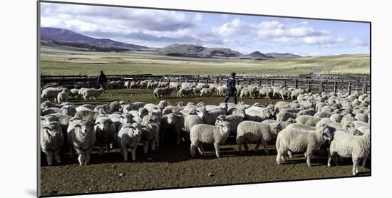 Flock of Sheep in a Farm with Mountains in the Background, Estancia Punta Del Monte-null-Mounted Photographic Print