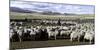 Flock of Sheep in a Farm with Mountains in the Background, Estancia Punta Del Monte-null-Mounted Photographic Print