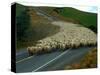 Flock of Sheep in Roadway-John Carnemolla-Stretched Canvas