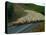 Flock of Sheep in Roadway-John Carnemolla-Stretched Canvas