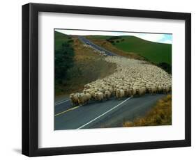 Flock of Sheep in Roadway-John Carnemolla-Framed Photographic Print