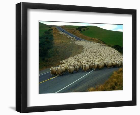 Flock of Sheep in Roadway-John Carnemolla-Framed Photographic Print