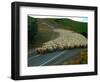 Flock of Sheep in Roadway-John Carnemolla-Framed Photographic Print